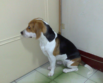 [DOG]豆豆新剋星…專用嘴套侍候！ - 阿祥的網路筆記本