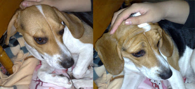 [DOG]豆豆新剋星…專用嘴套侍候！ - 阿祥的網路筆記本