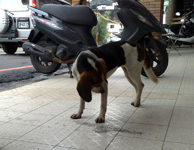 [DOG]生活觀察－街頭巷尾流浪狗！ - 阿祥的網路筆記本
