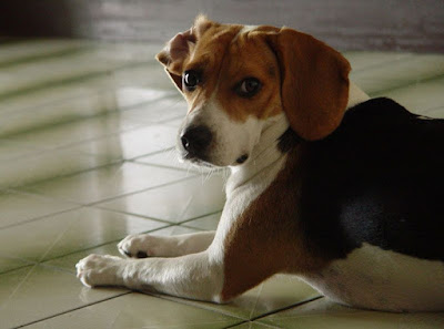 [DOG]豆豆一歲囉！可愛寫真大公開！ - 阿祥的網路筆記本