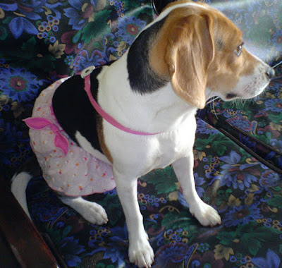 [DOG]豆豆“轉大人”囉！ - 阿祥的網路筆記本