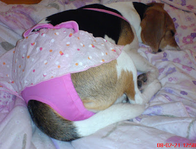 [DOG]豆豆“轉大人”囉！ - 阿祥的網路筆記本