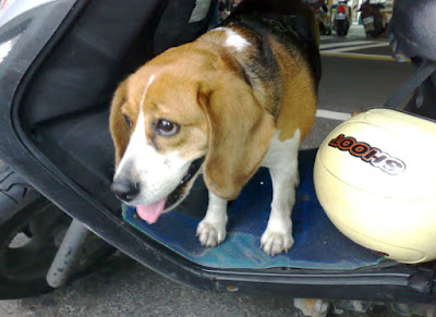 [DOG]昨日發現走失米格魯一隻！ - 阿祥的網路筆記本