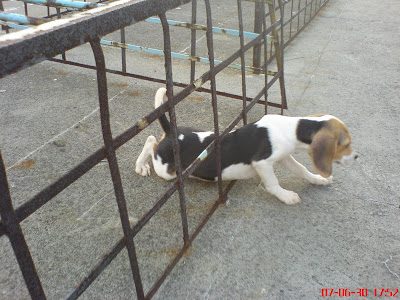 [DOG]豆豆二週大事紀！ - 阿祥的網路筆記本