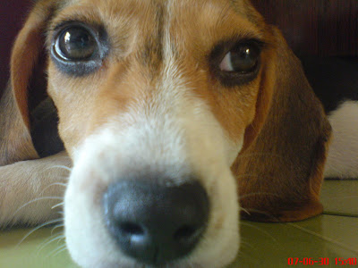 [DOG]豆豆二週大事紀！ - 阿祥的網路筆記本