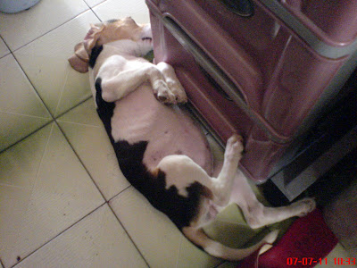 [DOG]第四週的豆豆生活紀實！ - 阿祥的網路筆記本