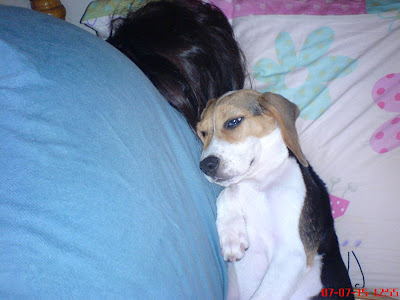 [DOG]與豆豆同床共眠… - 阿祥的網路筆記本