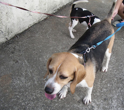 [DOG]快樂豆豆散步趣！ - 阿祥的網路筆記本