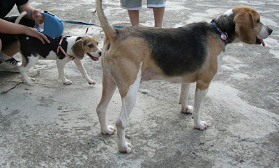 [DOG]快樂豆豆散步趣！ - 阿祥的網路筆記本