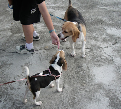 [DOG]快樂豆豆散步趣！ - 阿祥的網路筆記本