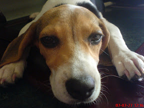 [DOG]豆豆…趕快好起來吧！ - 阿祥的網路筆記本