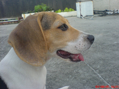 [DOG]豆豆洗澡記實！ - 阿祥的網路筆記本