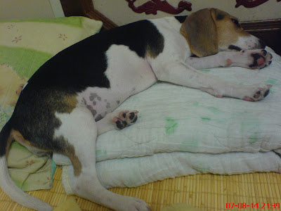 [DOG]大牌狗豆豆生活小記！ - 阿祥的網路筆記本