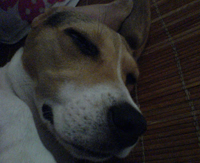 [DOG]恢復率120%的豆豆小週記！ - 阿祥的網路筆記本