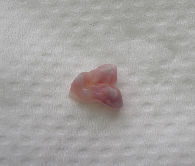 [DOG]恢復率120%的豆豆小週記！ - 阿祥的網路筆記本