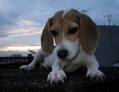 [DOG]恢復率120%的豆豆小週記！ - 阿祥的網路筆記本