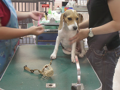 [DOG]豆豆洗澡記實！ - 阿祥的網路筆記本