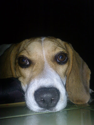 [DOG]豆豆生活小記：幼犬疫苗注射完成！ - 阿祥的網路筆記本