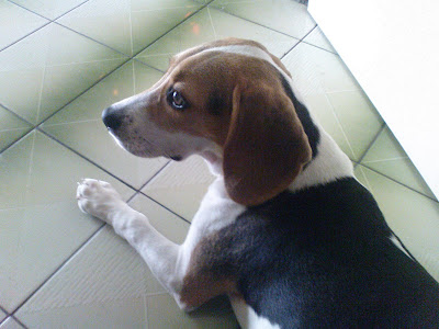 [DOG]豆豆生活小記：幼犬疫苗注射完成！ - 阿祥的網路筆記本