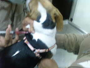 [DOG]豆豆生活小記：幼犬疫苗注射完成！ - 阿祥的網路筆記本