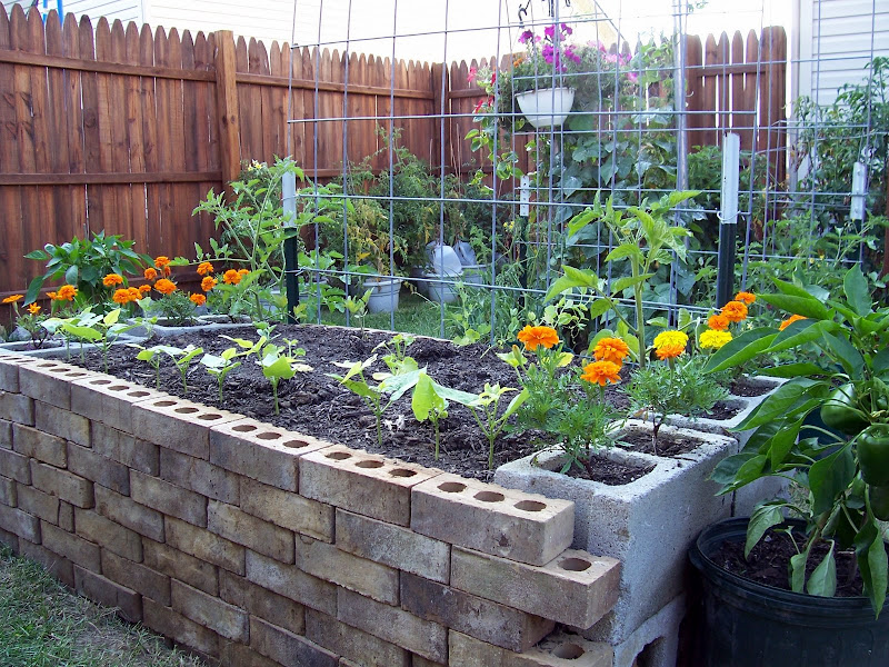 Built my first cattle panel arch trellis today!