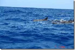 md-070402_1dolphins