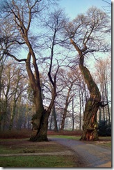 Arnhem Countryside Jan 6 08 - 04