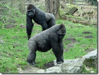 Zoo Duisburg - Misc 30