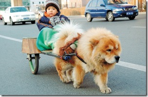 chauffeur chow chow dog pulling picture