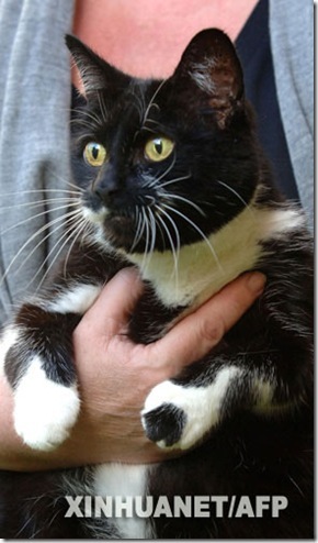 cat Sybil 
