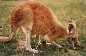 kangoeroe