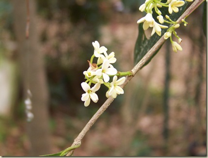 Tea Olive--a favorite for its