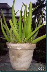 aloe vera 1