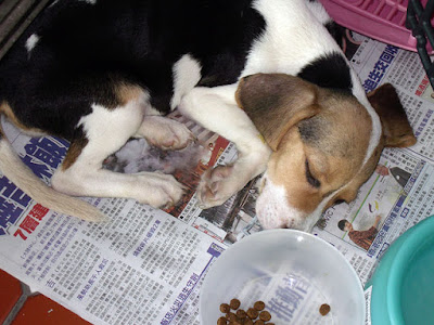 [生活]米格魯寶寶命名為“豆豆”！ - 阿祥的網路筆記本