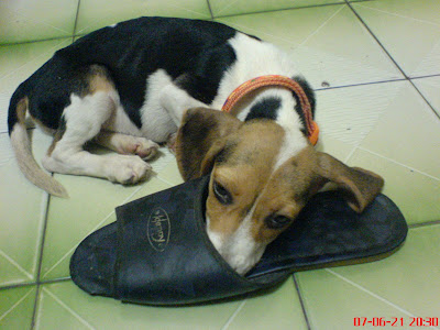 [DOG]豆豆一週大事紀！ - 阿祥的網路筆記本