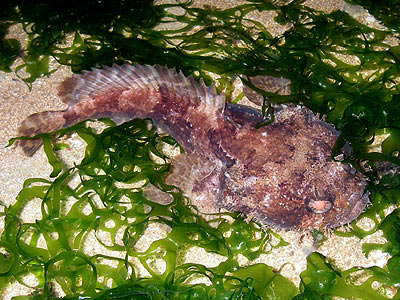 Toadfish, Batrachomoeus trispinosus