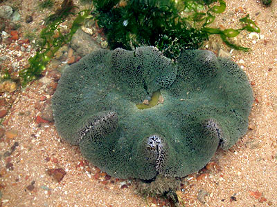 Carpet anemone, Stichodactyla Haddoni