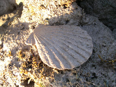 Scallop, Chlamys sp.