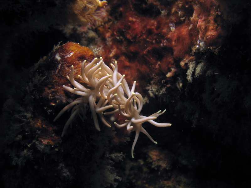 20080315_0035_nudibranch.jpg