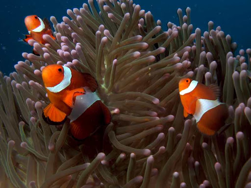 Clownfish in anemone