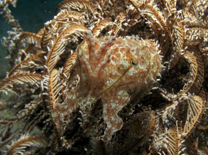 20080310_0005_cuttlefish.jpg