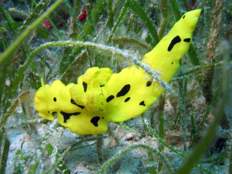 20080328_0138_nudibranch.jpg