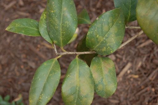 yellowing leaves