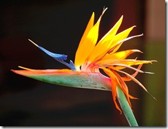 bird of paradise