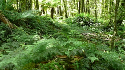 Forest floor of Whirinaki