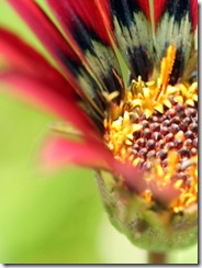 Pinkflower