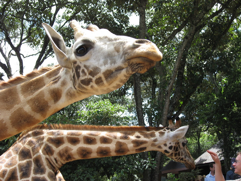 20070519_GiraffeCenter May 2007_081.jpg