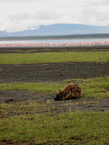 20070531_Nakuru NP June 2007_756.jpg