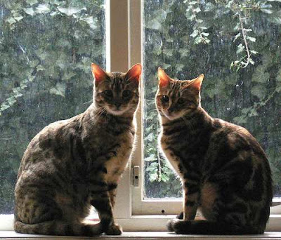 Bengal cats