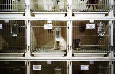 dogs in cages